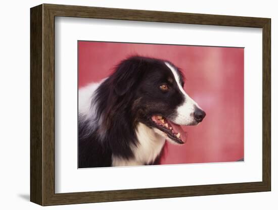 Border Collie-DLILLC-Framed Photographic Print