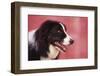 Border Collie-DLILLC-Framed Photographic Print