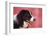 Border Collie-DLILLC-Framed Photographic Print