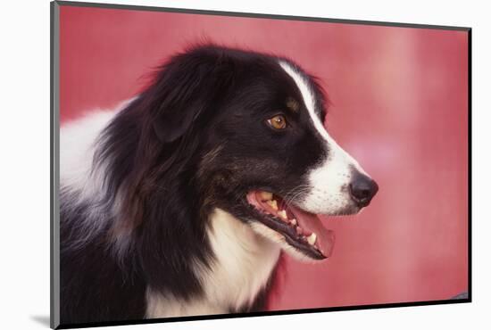 Border Collie-DLILLC-Mounted Photographic Print