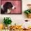 Border Collie-DLILLC-Framed Photographic Print displayed on a wall