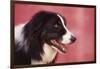 Border Collie-DLILLC-Framed Photographic Print