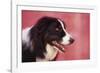 Border Collie-DLILLC-Framed Photographic Print