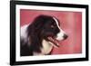 Border Collie-DLILLC-Framed Photographic Print