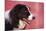 Border Collie-DLILLC-Mounted Photographic Print