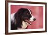 Border Collie-DLILLC-Framed Photographic Print