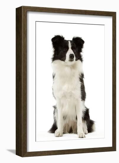 Border Collie-null-Framed Photographic Print