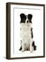 Border Collie-null-Framed Photographic Print