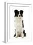 Border Collie-null-Framed Photographic Print