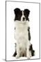 Border Collie-null-Mounted Photographic Print