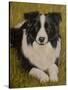 Border Collie-John Silver-Stretched Canvas