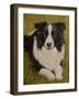 Border Collie-John Silver-Framed Giclee Print