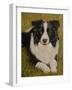 Border Collie-John Silver-Framed Giclee Print