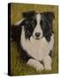 Border Collie-John Silver-Stretched Canvas