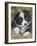 Border Collie-John Silver-Framed Giclee Print