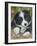 Border Collie-John Silver-Framed Giclee Print