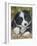 Border Collie-John Silver-Framed Giclee Print