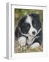 Border Collie-John Silver-Framed Giclee Print