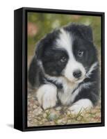 Border Collie-John Silver-Framed Stretched Canvas