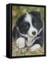 Border Collie-John Silver-Framed Stretched Canvas