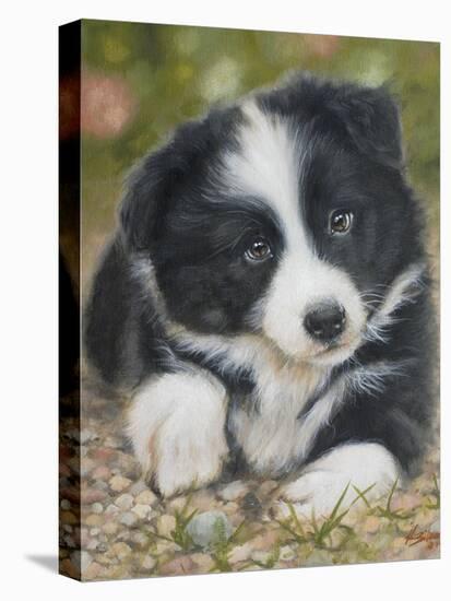 Border Collie-John Silver-Stretched Canvas