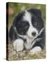 Border Collie-John Silver-Stretched Canvas