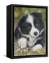 Border Collie-John Silver-Framed Stretched Canvas