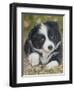 Border Collie-John Silver-Framed Giclee Print