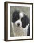 Border Collie-John Silver-Framed Giclee Print