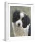 Border Collie-John Silver-Framed Giclee Print