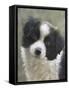 Border Collie-John Silver-Framed Stretched Canvas