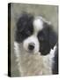 Border Collie-John Silver-Stretched Canvas