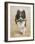 Border Collie-John Silver-Framed Giclee Print