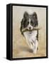 Border Collie-John Silver-Framed Stretched Canvas