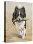 Border Collie-John Silver-Stretched Canvas