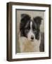 Border Collie-John Silver-Framed Giclee Print