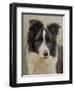 Border Collie-John Silver-Framed Giclee Print