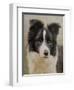 Border Collie-John Silver-Framed Giclee Print