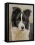 Border Collie-John Silver-Framed Stretched Canvas