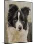 Border Collie-John Silver-Mounted Giclee Print