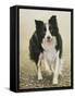 Border Collie-John Silver-Framed Stretched Canvas