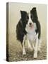 Border Collie-John Silver-Stretched Canvas