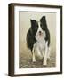 Border Collie-John Silver-Framed Giclee Print