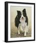 Border Collie-John Silver-Framed Giclee Print