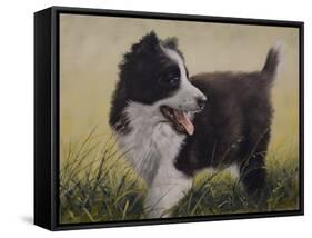 Border Collie-John Silver-Framed Stretched Canvas