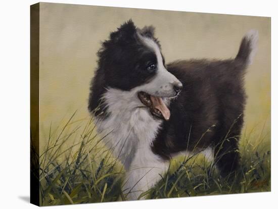 Border Collie-John Silver-Stretched Canvas