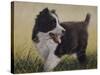 Border Collie-John Silver-Stretched Canvas
