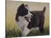 Border Collie-John Silver-Stretched Canvas