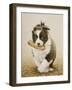 Border Collie-John Silver-Framed Giclee Print