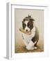 Border Collie-John Silver-Framed Giclee Print